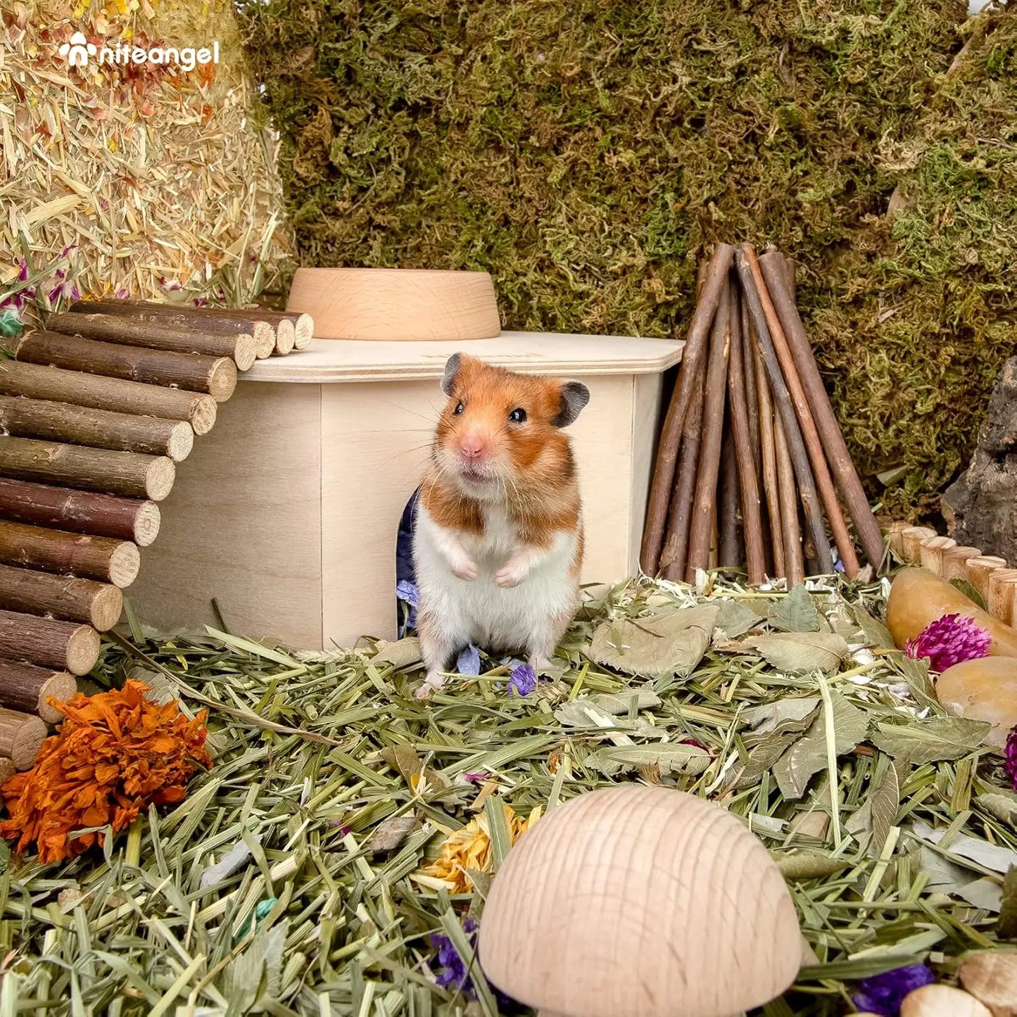 Birch Wood Hamster Hideout With Climbing Ramp For Dwarf Hamsters