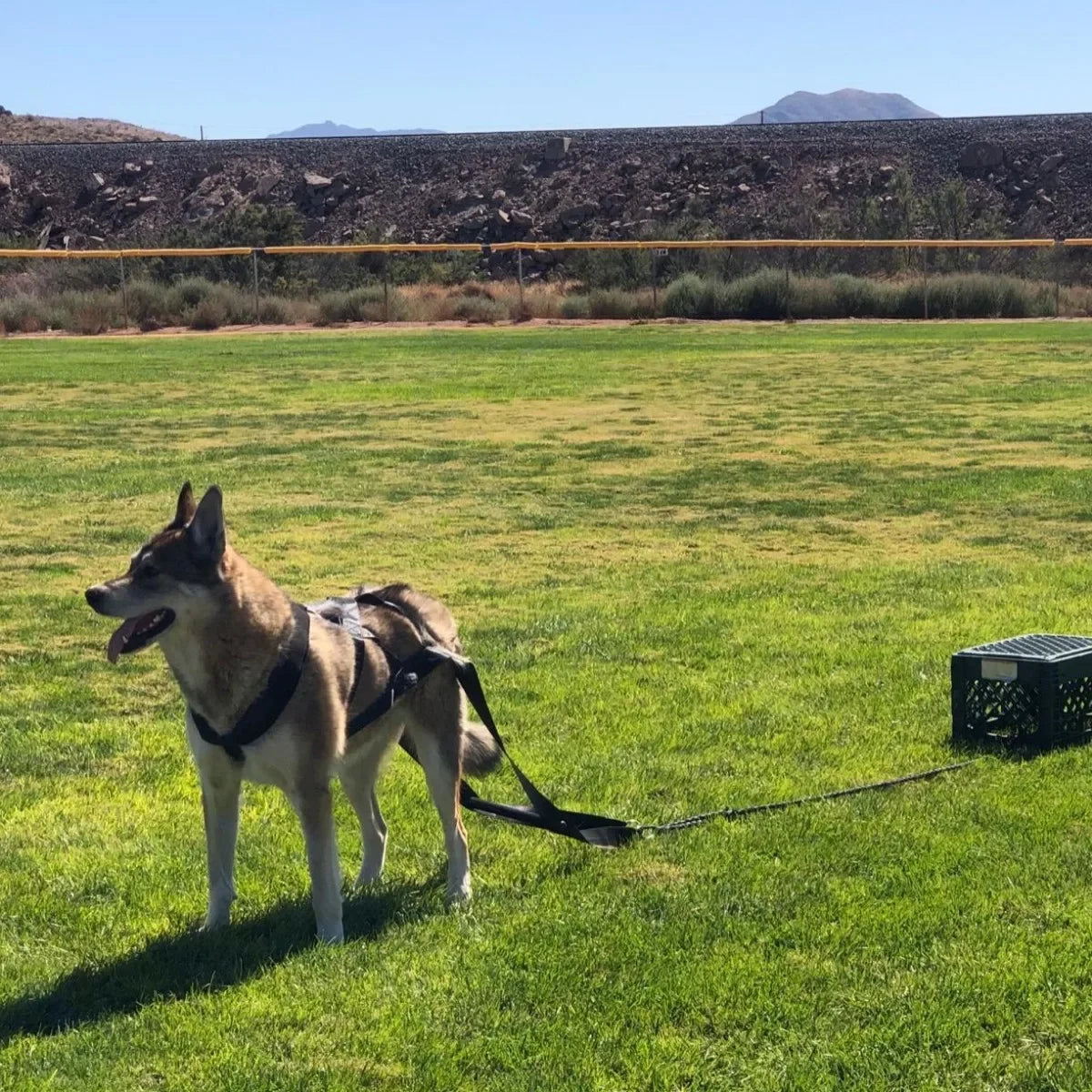 Working Dog Pull Training Leash And Sled Safety Belt