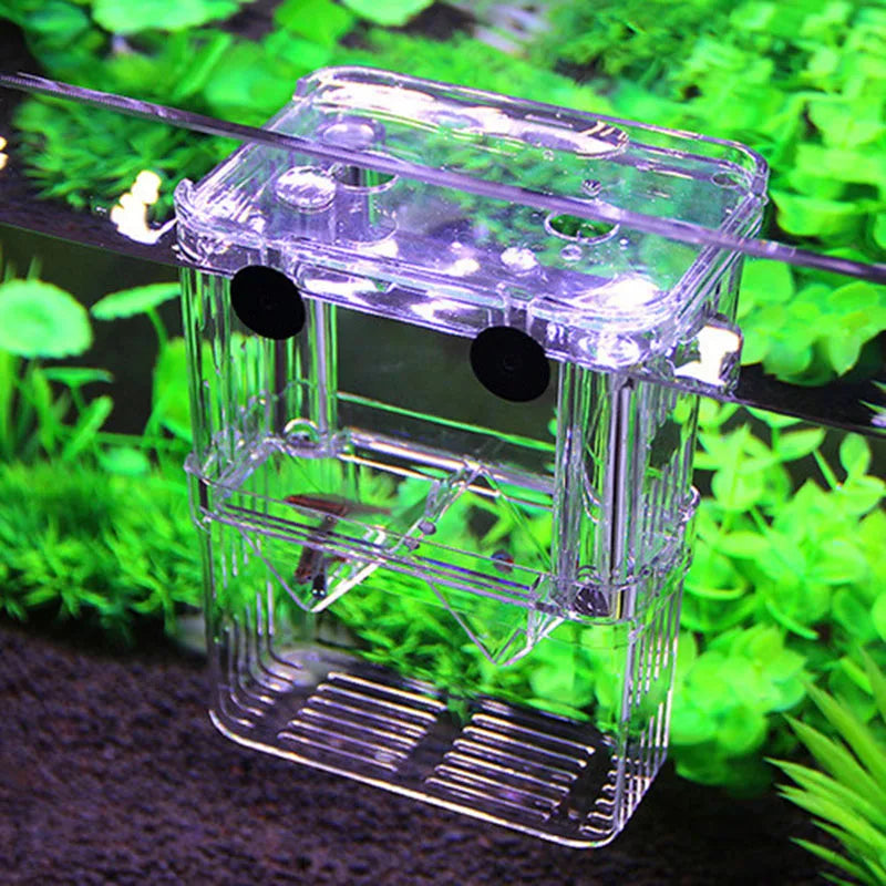 Guppy Breeding Isolation Box For Advanced Aquarium Use