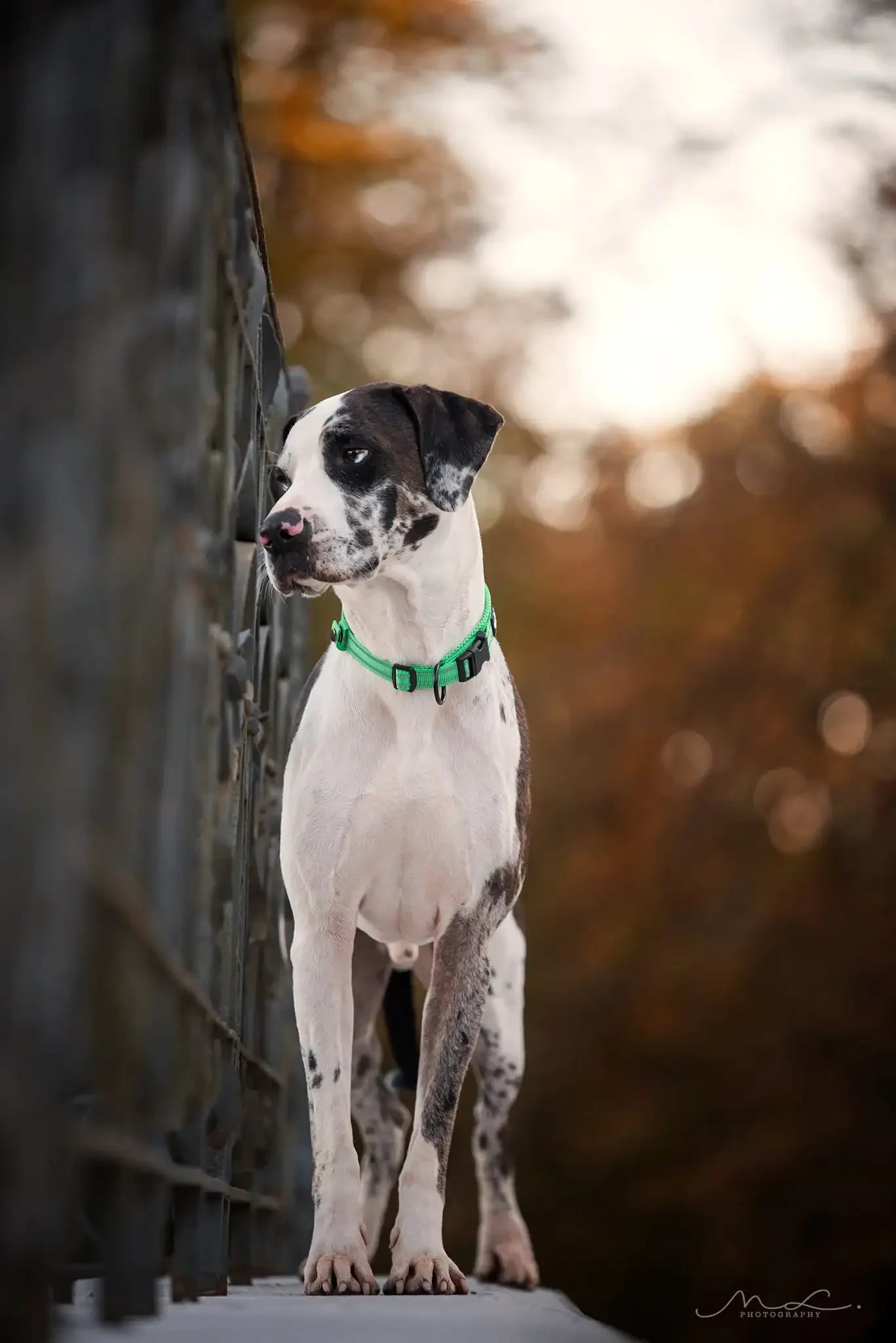 Truelove Nylon Adjustable Dog Collar Reflective Padded TLC5011